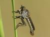 Cerdistus sp.